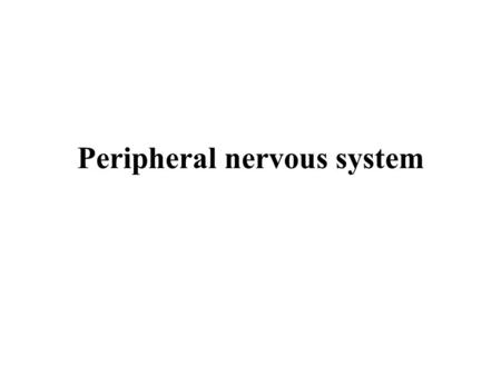 Peripheral nervous system. Nervous system Central Nervous System brain spinal cord Peripheral Nervous System peripheral nerves cranial nerves spinal nerves.