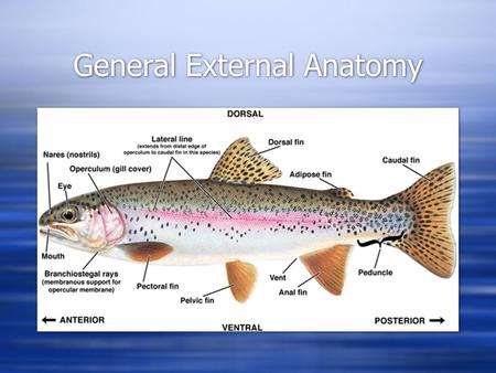 General External Anatomy. Medial Fins  Unpaired fins with fin rays of bone or cartilage  Dorsal (one or more), caudal, anal  Some have adipose (no.