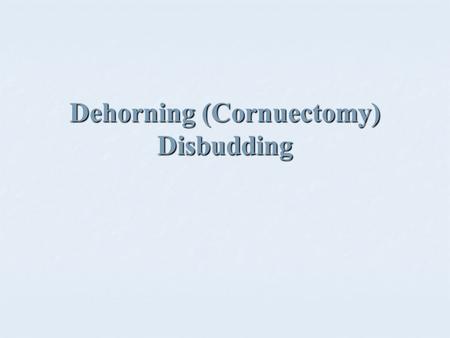 Dehorning (Cornuectomy) Disbudding. Pros and Cons of dehorning PROS PROS Dangerous weapons Dangerous weapons Damage can done by fighting Damage can done.