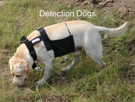 Detection Dogs. A vital aspect of a forensic investigation may be to detect and locate specific ______ or __________ of interest, ranging from illegal.