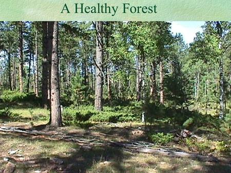 A Healthy Forest. Is No Accident! What are the Characteristics of a Healthy Forest? Plant Diversity Wildlife Diversity Low Susceptibility to Disease.