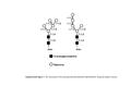 Supplemental figure 1. The structures of the wild-type (left) and aberrant Man5GlcNAc2 N-glycan (right) is shown.