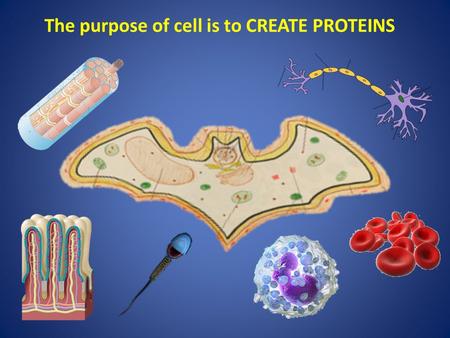 The purpose of cell is to CREATE PROTEINS. REVIEW: Plasma Membrane CytosolRibosomes.