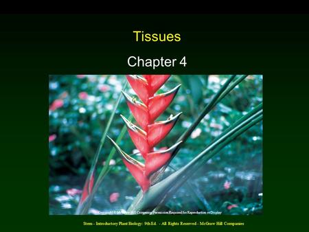 Stern - Introductory Plant Biology: 9th Ed. - All Rights Reserved - McGraw Hill Companies Tissues Chapter 4 Copyright © McGraw-Hill Companies Permission.