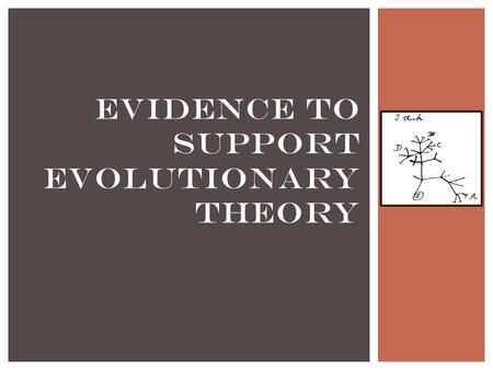 EVIDENCE TO SUPPORT EVOLUTIONARY THEORY. Like pieces of a puzzle fossils enable us to develop a picture of the past THE FOSSIL RECORD Archaeopteryx ‘Ancient.