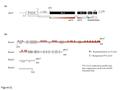 Exon 1 Exon 2 Exon 3 Exon 4 TAG = Hypermethylation at CG sites = Background (WT) mCG phyA’ WT WT (Col-0) methylation profile from