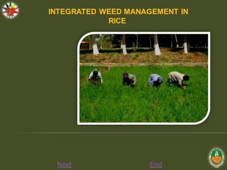 NextEnd INTEGRATED WEED MANAGEMENT IN RICE. Nursery Apply any one of the Pre-emergence herbicides viz., Butachlor 2 l/ha, Thiobencarb 2/ha, Pendimethalin.