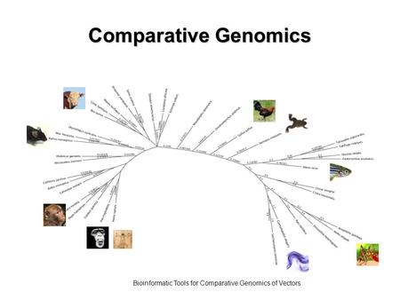 Bioinformatic Tools for Comparative Genomics of Vectors Comparative Genomics.