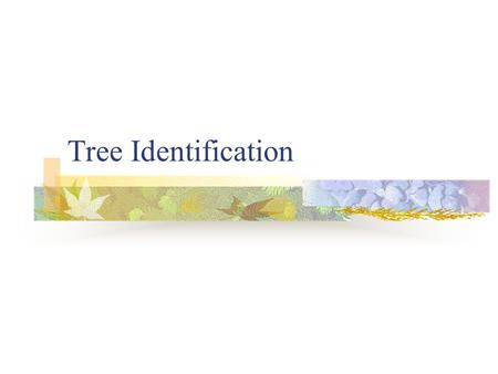 Tree Identification. Tree Identification Characteristics In order to correctly identify trees in nature it is important to know certain characteristics.