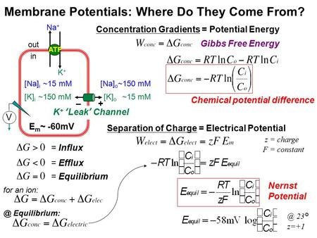 Membrane Potentials: Where Do They Come From? K+K+ Na + ATP [Na] o ~150 mM out in [K] o ~15 mM [Na] i ~15 mM [K] i ~150 mM Gibbs Free Energy Concentration.