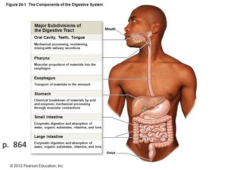 Figure 24-1 The Components of the Digestive System