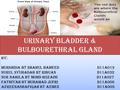 URINARY BLADDER & BULBOURETHRAL GLAND By: MURSHIDA BT SHAHUL HAMEED D11A019 NURUL SYUHADAH BT RIBUAN D11A032 NUR NABILA BT MOHD ROZAINI D11A027 FATHIYAH.