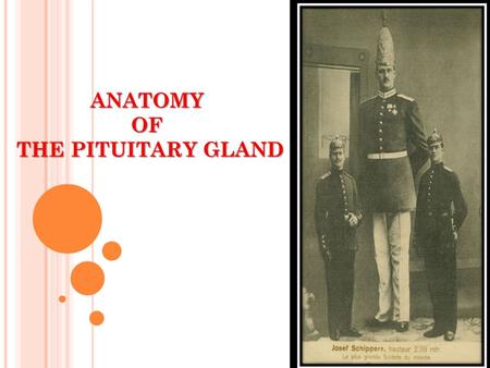 ANATOMY OF THE PITUITARY GLAND. OBJECTIVES At the end of the lecture, students should be able to: position  Describe the position of the pituitary gland.