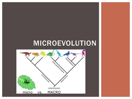 MICROEVOLUTION. POPULATION GENETICS PHET NATURAL SELECTION Mutation  Variation  Natural Selection  Speciation.