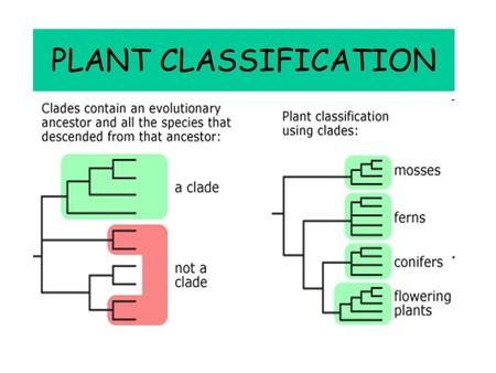 PLANT CLASSIFICATION. Bryophytes - Mosses Bryophytes Are small, low-lying, (generally) moisture-loving plants No xylem or phloem Need water to reproduce.