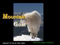 M ountain G oat M ountain G oat Click for page continue BROUGHT TO YOU BY VIPUL DESAI.