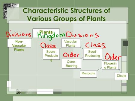 Characteristic Structures of Various Groups of Plants