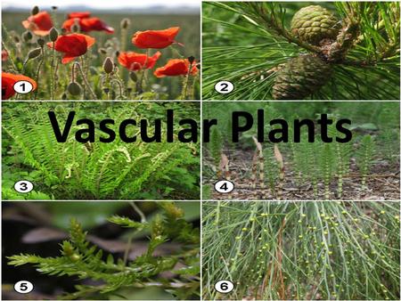 Vascular Plants. It is essential for students to know that organisms in the Plant Kingdom are classified into groups based on specific structures. All.