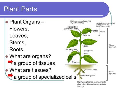 Plant Parts Plant Organs – Flowers, Leaves, Stems, Roots.