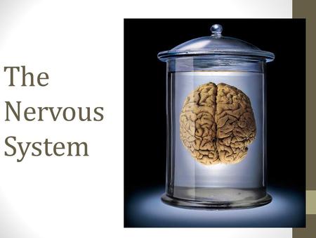 The Nervous System. Opening Question What are the two main parts of the Nervous System?