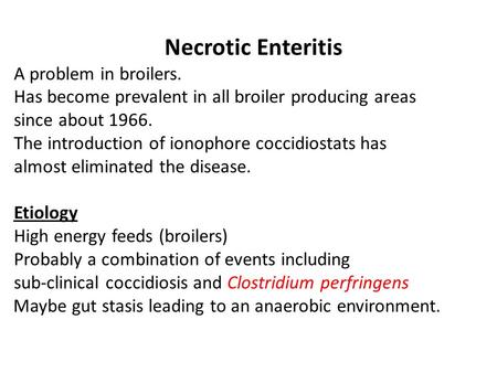 Necrotic Enteritis A problem in broilers.