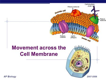 AP Biology 2007-2008 Movement across the Cell Membrane.