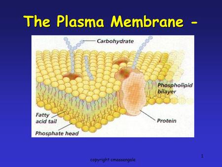 1 The Plasma Membrane The Plasma Membrane - copyright cmassengale.