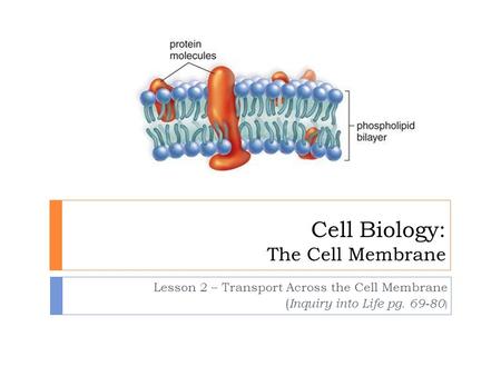 Cell Biology: The Cell Membrane Lesson 2 – Transport Across the Cell Membrane ( Inquiry into Life pg. 69-80 )