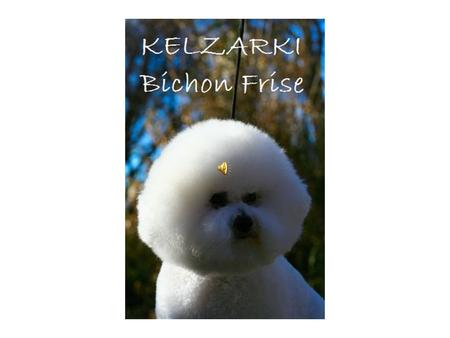 KELZARKI BICHON FRISE Quarterly update as at August 2012 Les Bradney, Tom Tancred and Shawn Cullen. Contact: 0246512310 or or