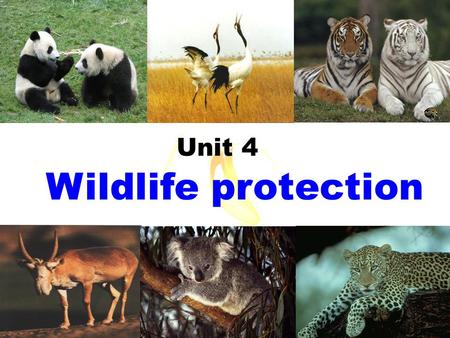 Wildlife protection Unit 4 We call them _______.wildlife Animals or plants live or grow in natural conditions.