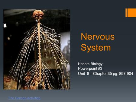 Nervous System Honors Biology Powerpoint #3 Unit 8 – Chapter 35 pg. 897-904 The Senses Activities.