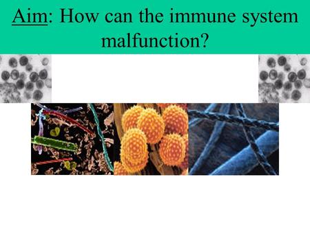 Aim: How can the immune system malfunction?. How can your immune system malfunction? 1.Allergies 2.Asthma 3.Autoimmune Disease 4.Organ Transplants.