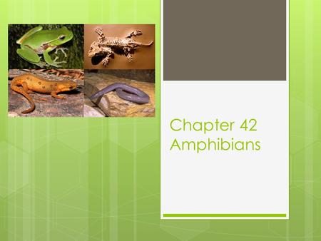 Chapter 42 Amphibians. 42-1 Origin and Evolution  Amphibian comes from the Greek for “double” and “life”  Evolved from lobe-finned bony fishes  370.