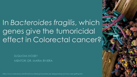 In Bacteroides fragilis, which genes give the tumoricidal effect in Colorectal cancer? SUQUOIA MOSBY MENTOR: DR. MARIA RIVERA https://www.nextnature.net/2014/01/our-tribal-gut-bacteria-are-disappearing-and-why-were-getting-fat/