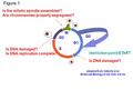 G1 G2 M S Is DNA damaged? Is DNA replication complete? Is the mitotic spindle assembled? Are chromosomes properly segregated? adapted from: Alberts et.