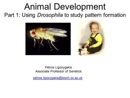 Animal Development Part 1: Using Drosophila to study pattern formation Petros Ligoxygakis Associate Professor of Genetics.