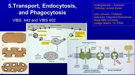 5.Transport, Endocytosis, and Phagocytosis Undergraduate – Graduate Histology Lecture Series Larry Johnson, Professor Veterinary Integrative Biosciences.