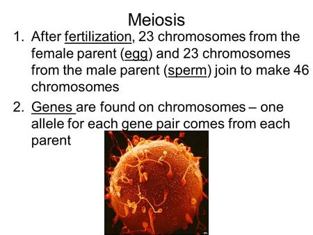 Meiosis 1.After fertilization, 23 chromosomes from the female parent (egg) and 23 chromosomes from the male parent (sperm) join to make 46 chromosomes.