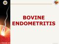 BOVINE ENDOMETRITIS.