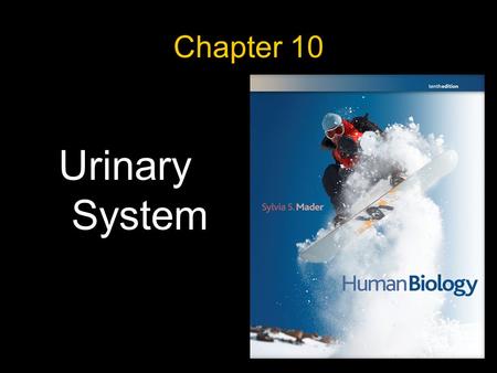 Chapter 10 Urinary System. What are the organs of the urinary system Kidneys (2) – bean-shaped, fist-sized organ where urine is formed Ureters (2) – small,