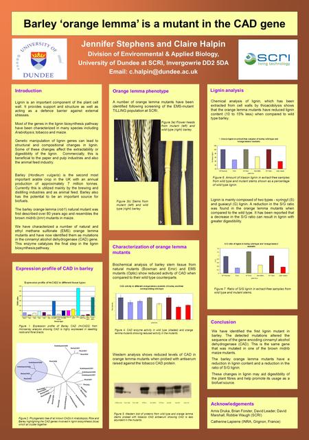 Barley ‘orange lemma’ is a mutant in the CAD gene Jennifer Stephens and Claire Halpin Division of Environmental & Applied Biology, University of Dundee.