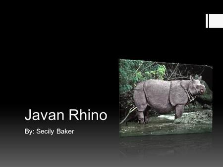 Javan Rhino By: Secily Baker. Name  Common name- Javan Rhinoceros  Scientific name- Rhinoceros sondaicus.