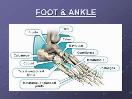 FOOT & ANKLE.