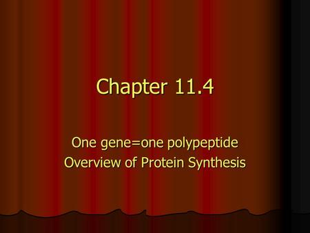 Chapter 11.4 One gene=one polypeptide Overview of Protein Synthesis.