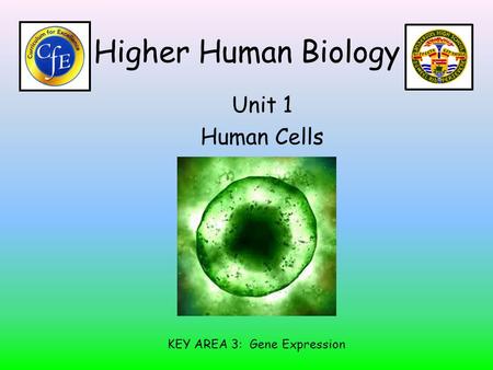 Higher Human Biology Unit 1 Human Cells KEY AREA 3: Gene Expression.