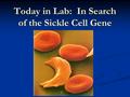 Today in Lab: In Search of the Sickle Cell Gene. A Simple Mutation With a Profound Impact.