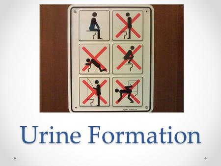 Urine Formation. Filtration: removing maximum waste from the blood At the Glomerulus there is very high pressure that filters a lot of stuff out of the.