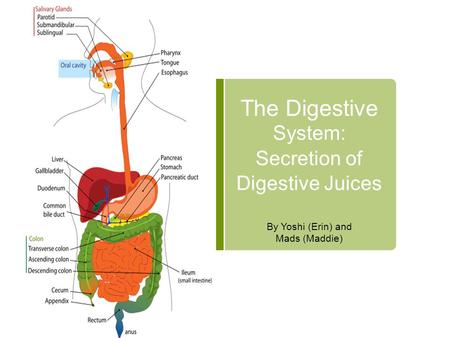 The Digestive System: Secretion of Digestive Juices By Yoshi (Erin) and Mads (Maddie)