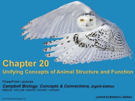 © 2015 Pearson Education, Inc. PowerPoint Lectures Campbell Biology: Concepts & Connections, Eighth Edition REECE TAYLOR SIMON DICKEY HOGAN Chapter 20.