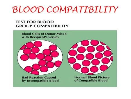 BLOOD COMPATIBILITY.